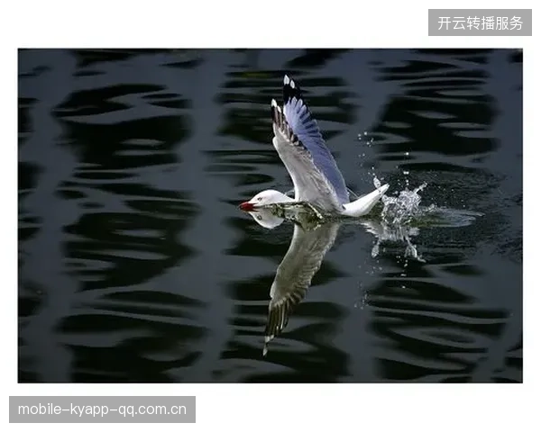 《海鸥也疯狂》：从“飞行艺术”到“心灵鸡汤”，让你重新发现自由的味道